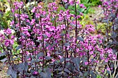 LUNARIA ANNUA CHEDGLOW