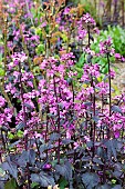 LUNARIA ANNUA CHEDGLOW