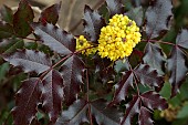 MAHONIA AQUIFOLIUM ATROPURPUREA