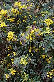 MAHONIA AQUIFOLIUM