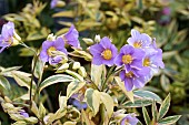 POLEMONIUM GOLDEN FEATHERS