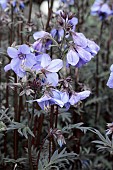 POLEMONIUM YEZOENSE  BRESSINGHAM PURPLE (POLBRESS)