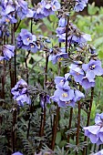 POLEMONIUM YEZOENSE  BRESSINGHAM PURPLE (POLBRESS)