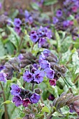 PULMONARIA DIANA CLARE