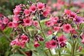 PULMONARIA SHRIMPS ON THE BARBIE