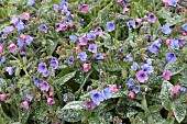 PULMONARIA OFFICINALIS