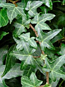 HEDERA HELIX HERON (IVY)