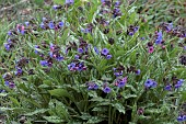 PULMONARIA SACCHARATA SPOT ON