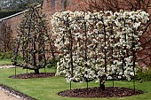 PYRUS COMMUNIS LOUISE BONNE OF JERSEY