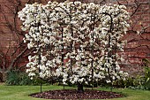 PYRUS COMMUNIS LOUISE BONNE OF JERSEY