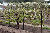 PYRUS COMMUNIS MERTON PRIDE