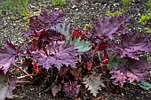 RHEUM PALMATUM ATROSANGUINEUM