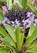 SCILLA PERUVIANA