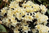 RHODODENDRON GOLDEN WONDER