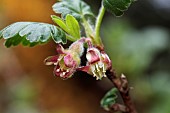 RIBES UVA-CRISPA LEVELLER,