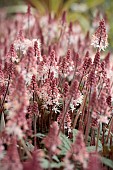 TIARELLA RASPBERRY SUNDAE (GOSUND)