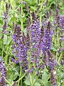 SALVIA SYLVESTRIS MAINACHT (MAY NIGHT)