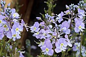 VERONICA GENTIANOIDES MOUNTAIN BREEZE