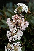 VIBURNUM X BODNANTENSE CHARLES LAMONT