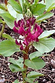 VINCA FABA CRIMSON FLOWERED