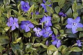 VINCA MINOR BOWLES VARIETY