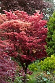 ACER PALMATUM BENI-MAIKO