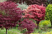 ACER PALMATUM