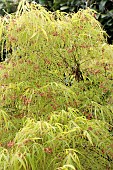 ACER PALMATUN LINEARILOBUM