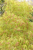 ACER PALMATUN LINEARILOBUM