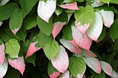 ACTINIDIA KOLOMICTA