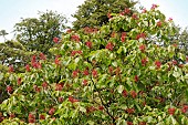 AESCULUS INDICA SYDNEY PEARCE