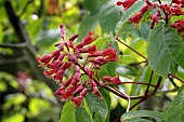 AESCULUS INDICA SYDNEY PEARCE