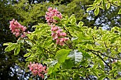 AESCULUS X CARNEA MARGINATA