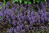 AJUGA PYRAMIDALIS ATROPURPUREA,