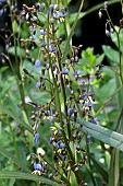 DIANELLA TASMANICA