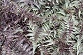 ATHYRIUM NIPONICUM PICTUM