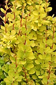 BERBERIS THUNBERGII GOLDEN TORCH