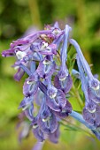 CORYDALIS ELATA