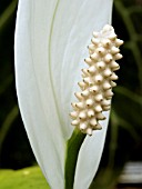 SPATHIPHYLLUM WALLISII (PEACE LILY)