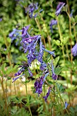 CORYDALIS ELATA