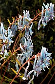 CORYDALIS FLEXUOSA CHINA BLUE