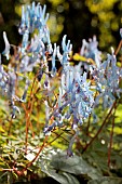 CORYDALIS FLEXUOSA CHINA BLUE