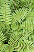 DRYOPTERIS WALLICHIANA