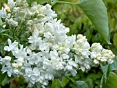 SYRINGA VULGARIS MADAME LEMOINE (LILAC)