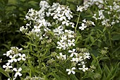 HESPERIS MATRONALIS  ALBA