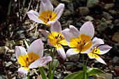 TULIPA SAXATILIS