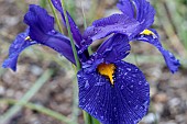 IRIS BLUE PEARL