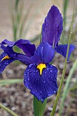 IRIS BLUE PEARL