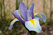 IRIS KING MAUVE