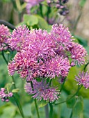 THALICTRUM AQUILEGIIFOLIUM PURPUREA (MEADOW RUE)